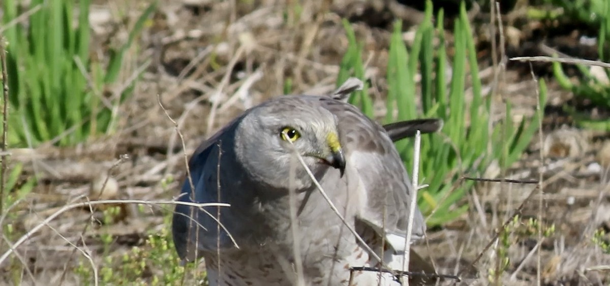 Northern Harrier - ML645245029