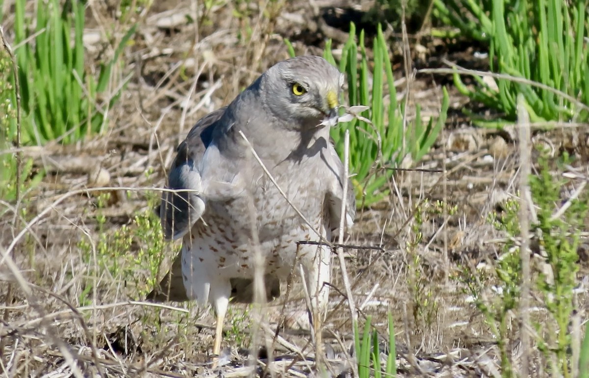 Northern Harrier - ML645245036