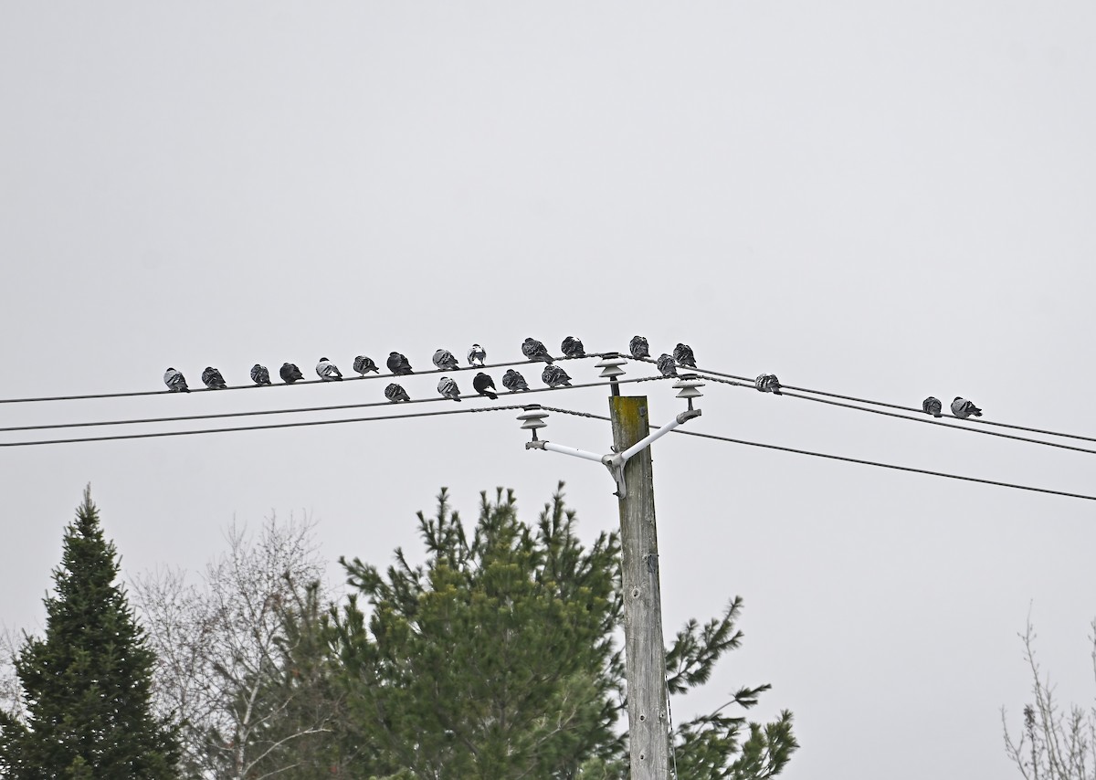 カワラバト（ドバト、家畜型） - ML645245037