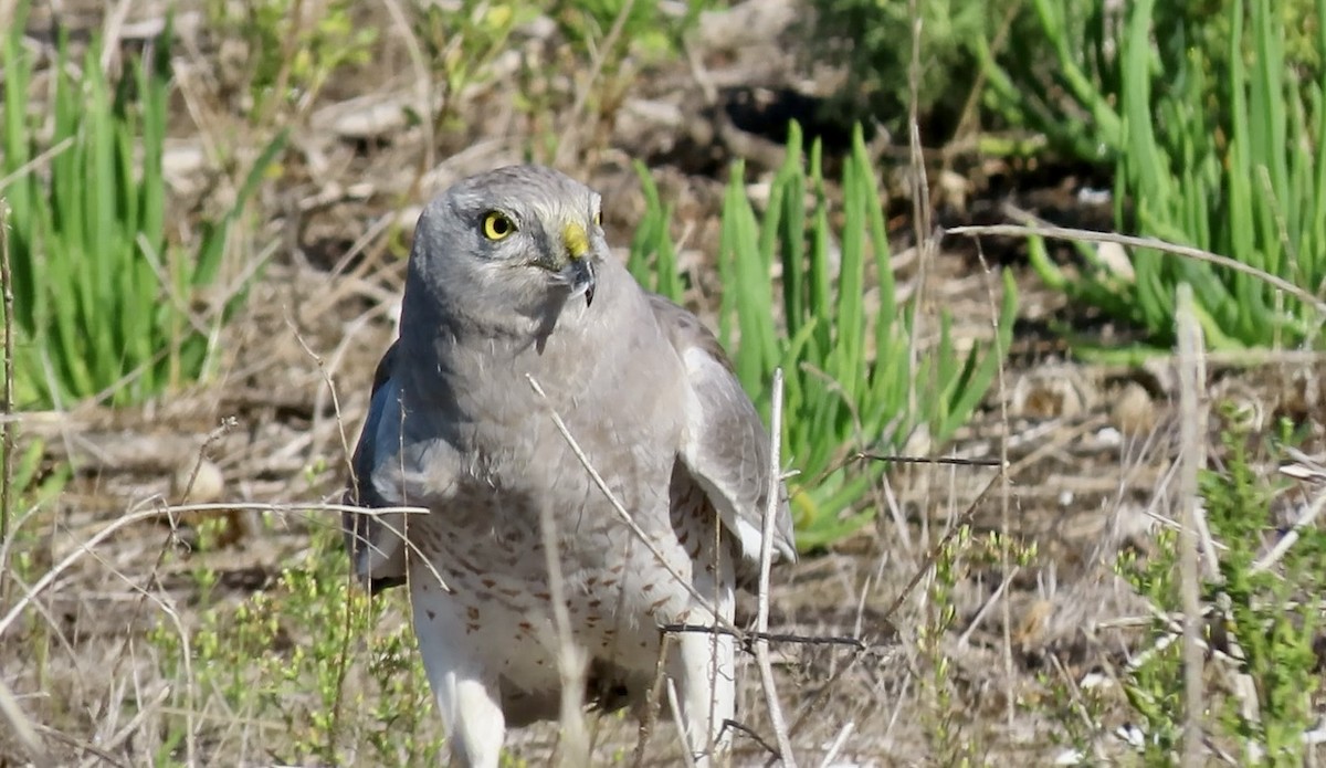 Northern Harrier - ML645245038
