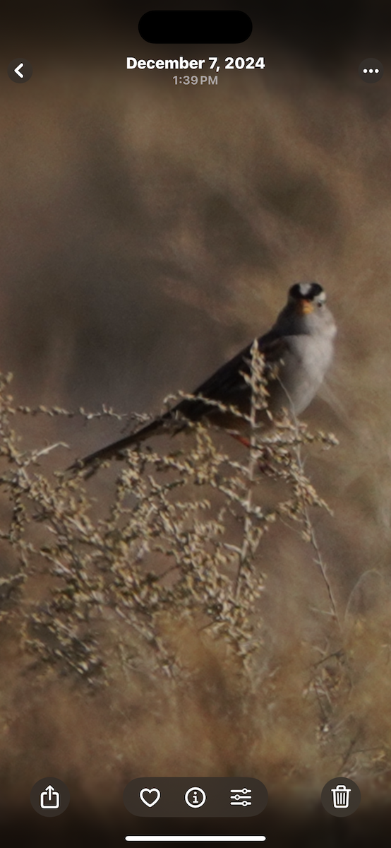 Porsuk Serçesi - ML645245039