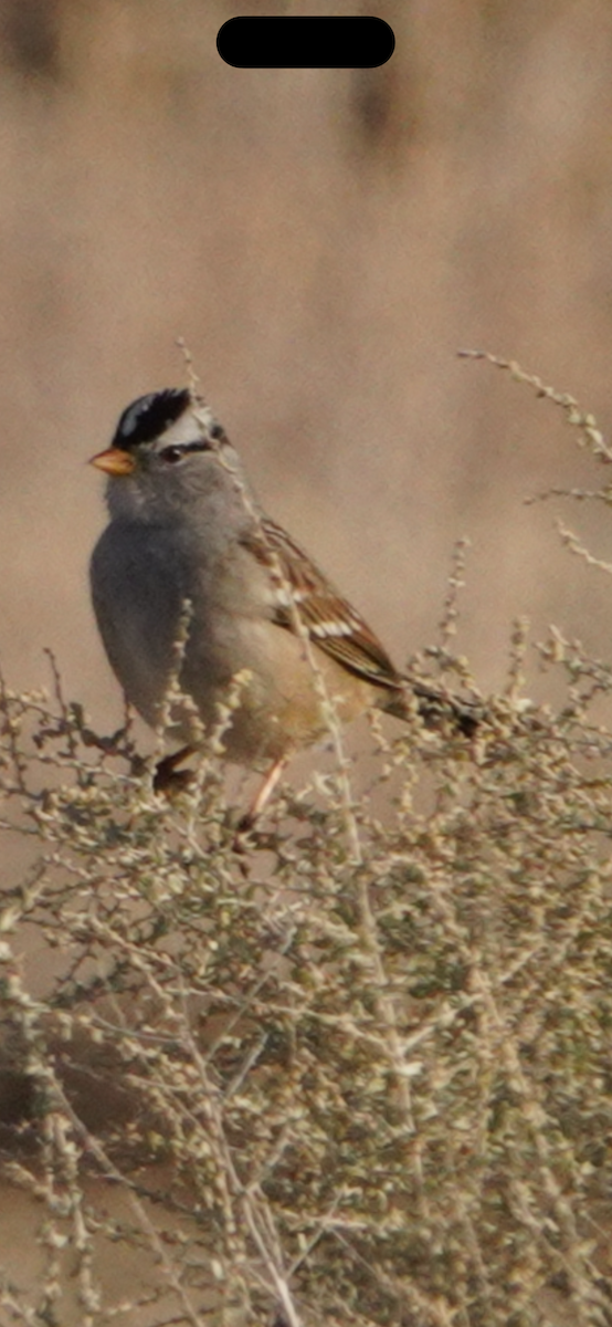 Porsuk Serçesi - ML645245040