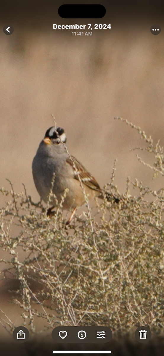 Porsuk Serçesi - ML645245041