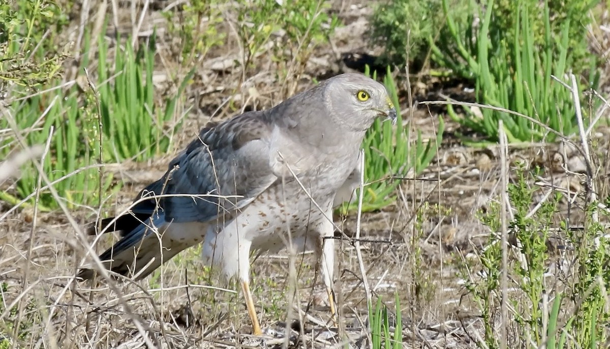 Northern Harrier - ML645245050