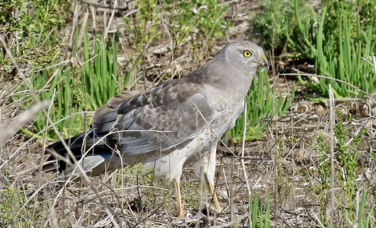 Northern Harrier - ML645245052