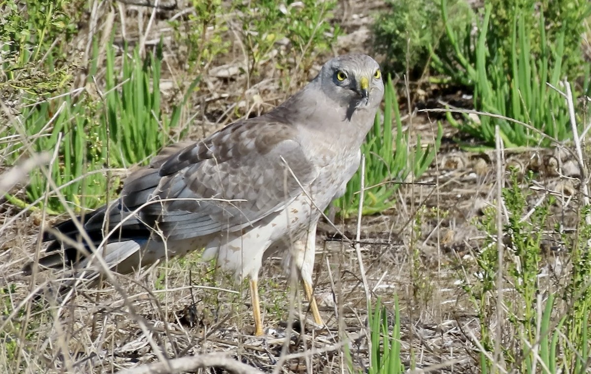 Northern Harrier - ML645245055
