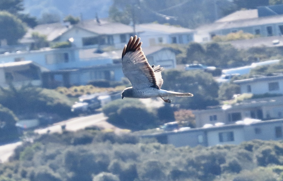 Northern Harrier - ML645245058
