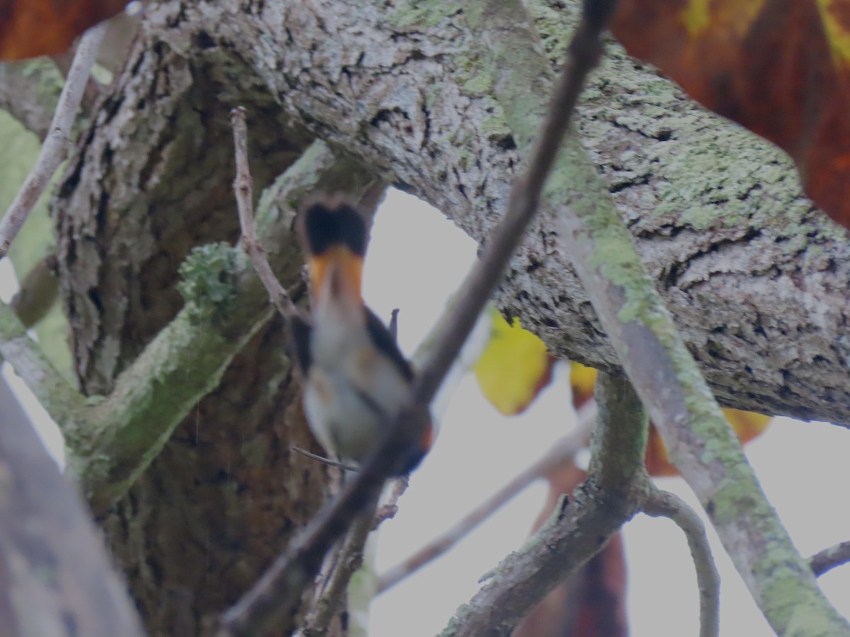 American Redstart - ML645245066