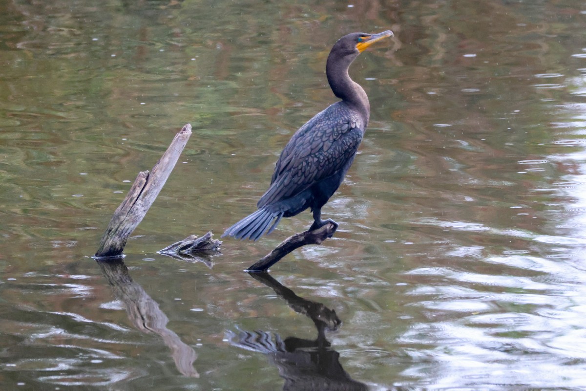 Cormorán Orejudo - ML645245104
