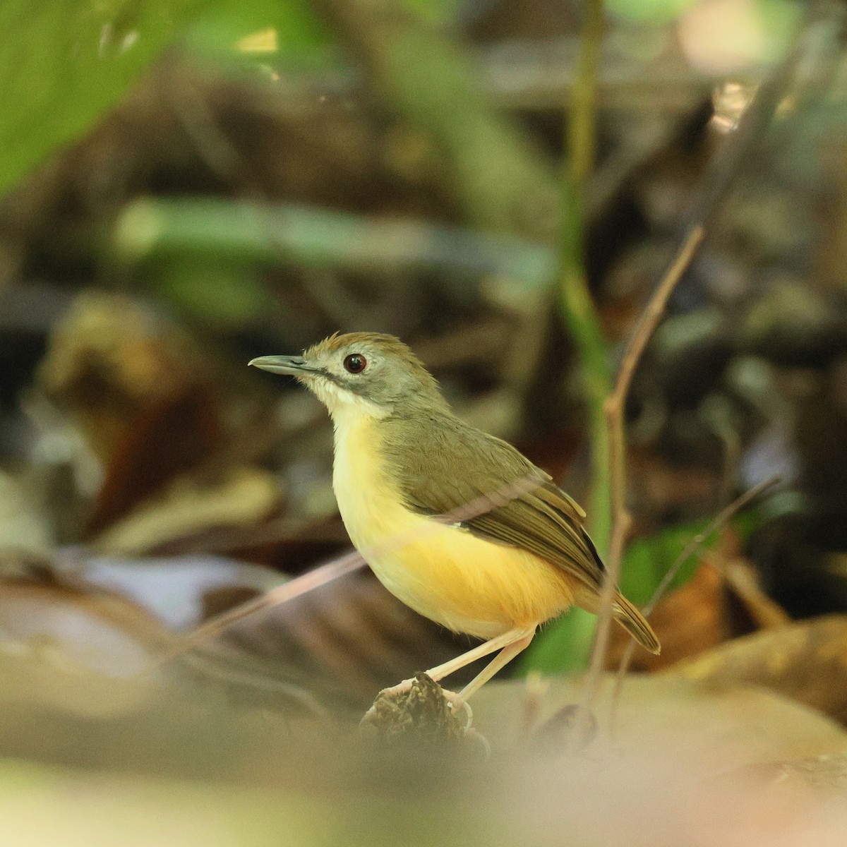Короткохвостый шелкопёр - ML645245106