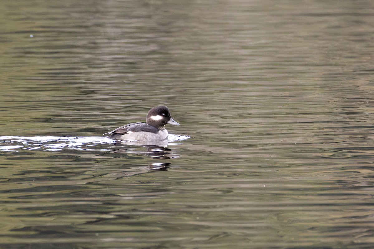 Гоголь-головастик - ML645245118