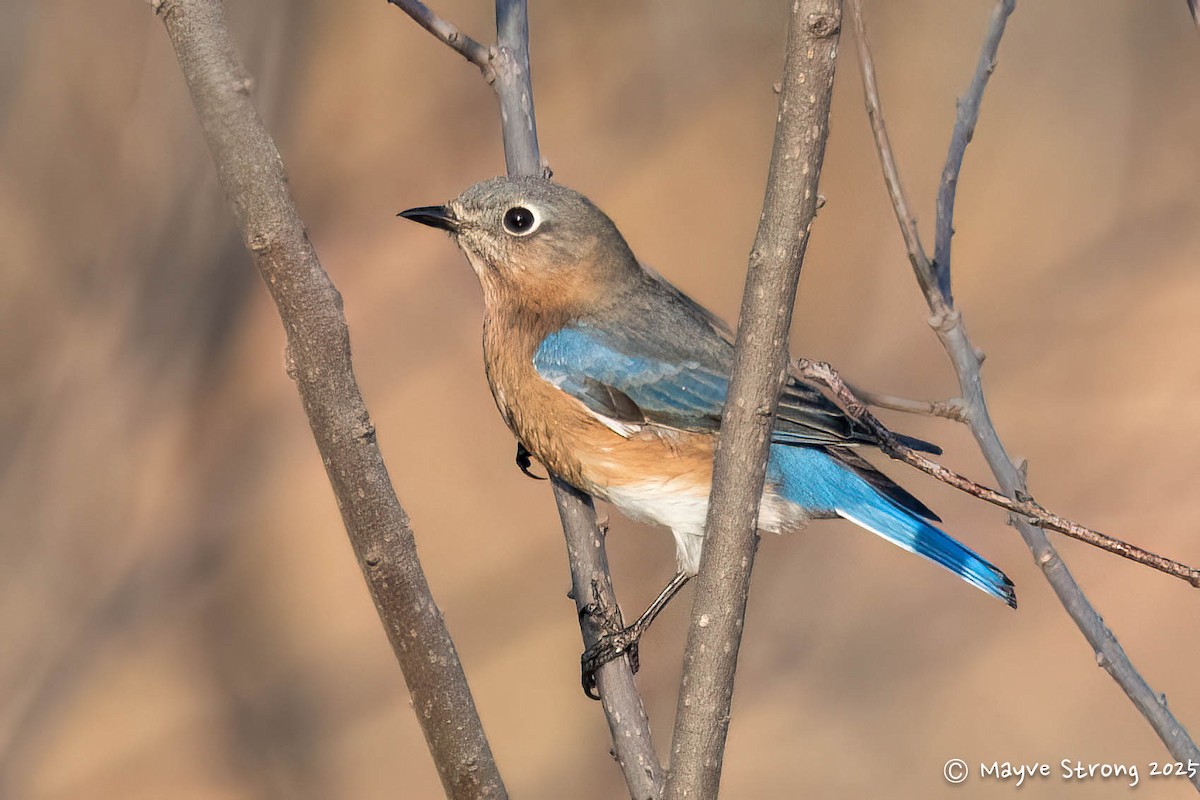 Блакитник східний - ML645245120