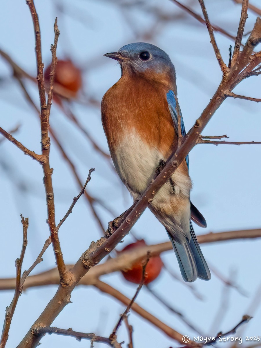 Блакитник східний - ML645245124