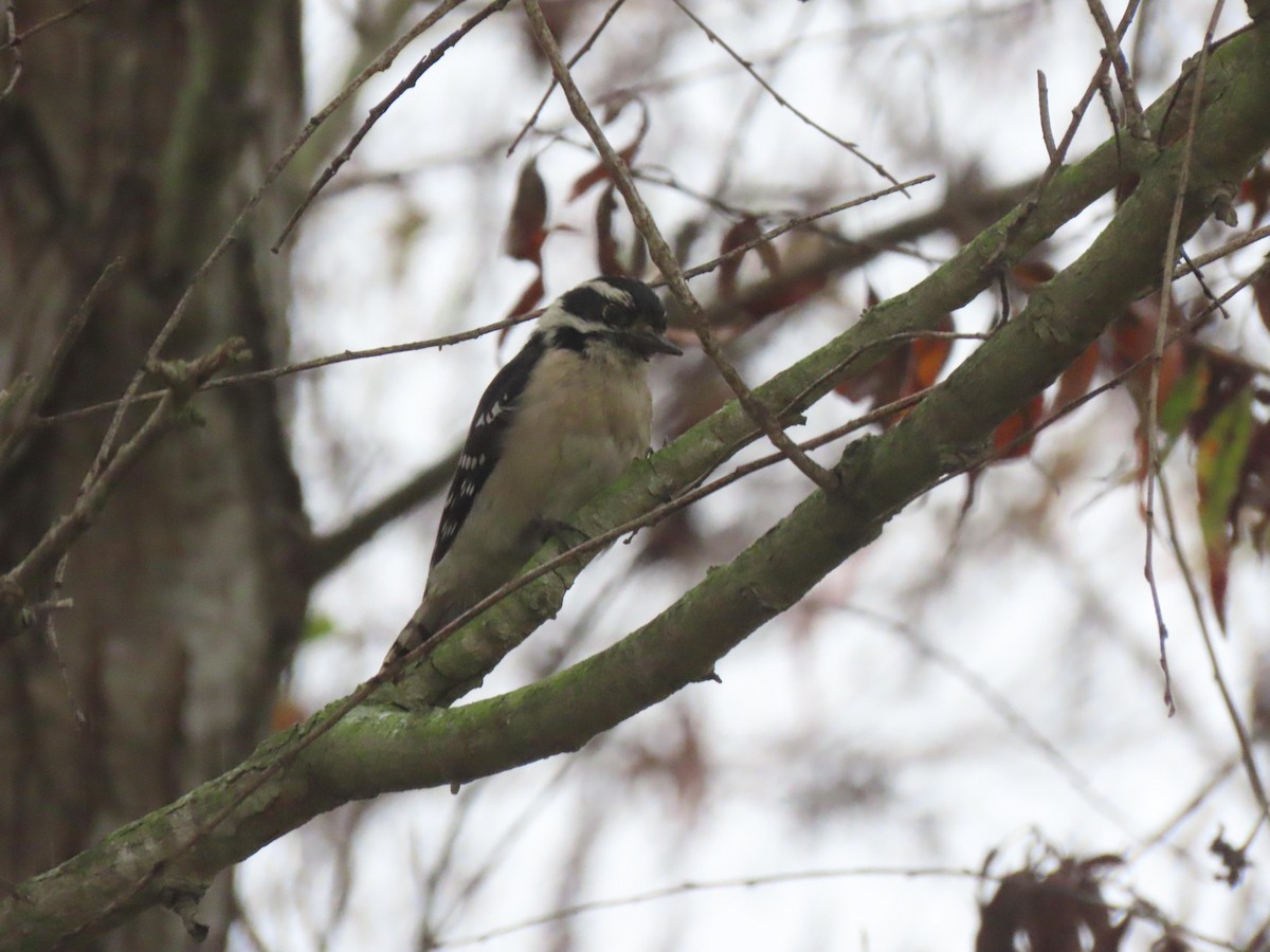 Downy Woodpecker - ML645245135