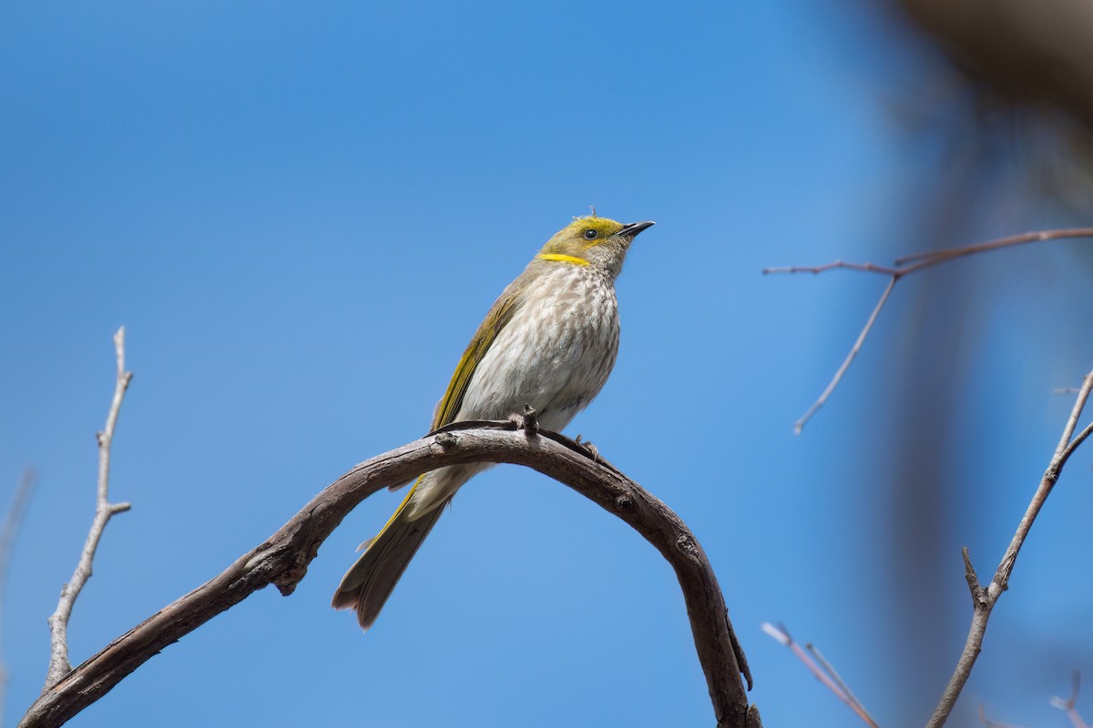 Yellow-plumed Honeyeater - ML645245136