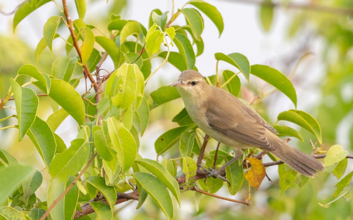 Clamorous Reed Warbler - ML645245137