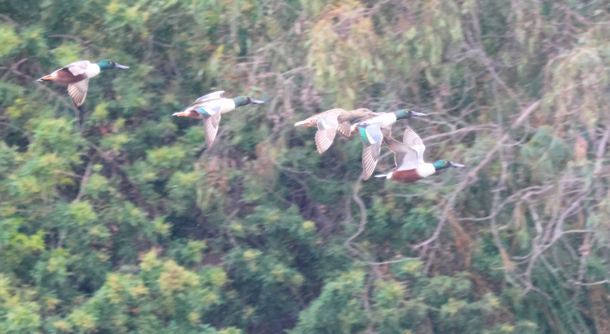 skjeand - ML645245144