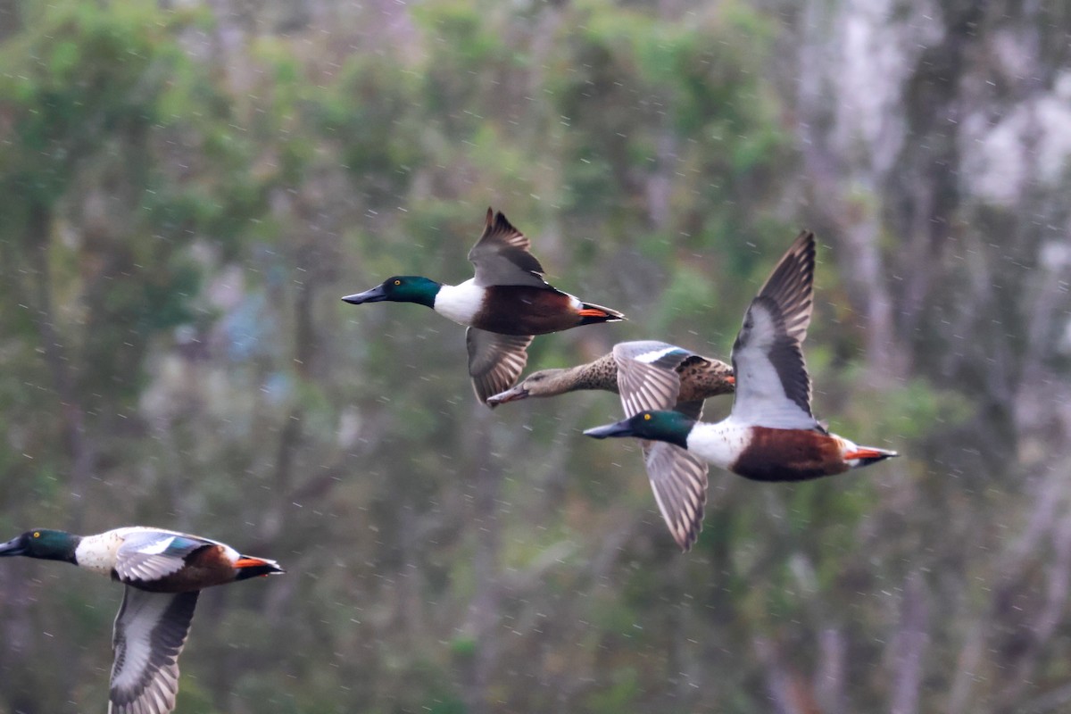 skjeand - ML645245145