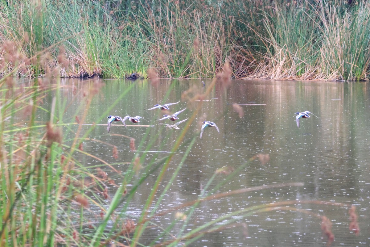 skjeand - ML645245146