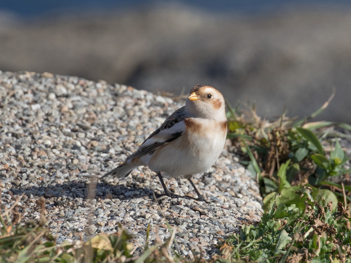 Elur-berdantza - ML645245157