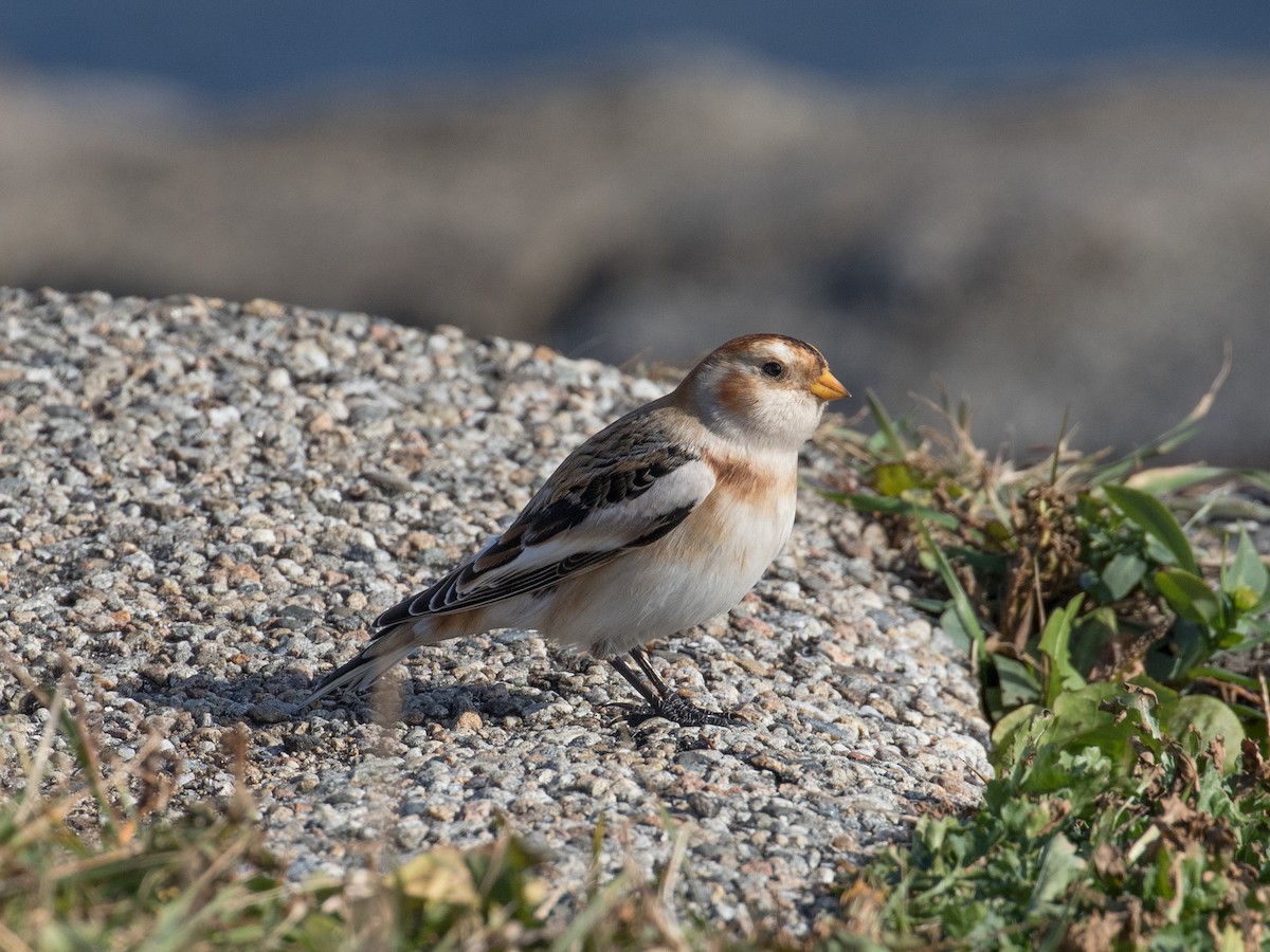 Elur-berdantza - ML645245166