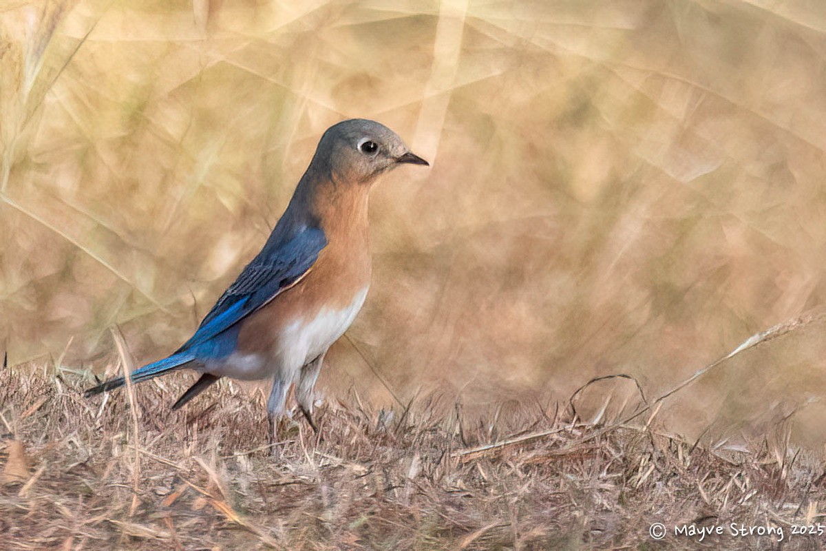 Блакитник східний - ML645245167