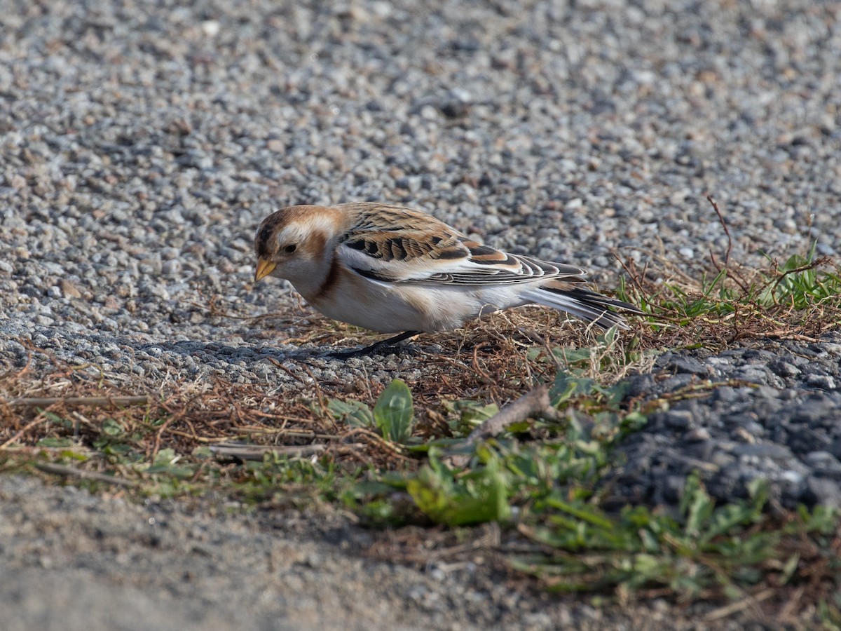 Elur-berdantza - ML645245169