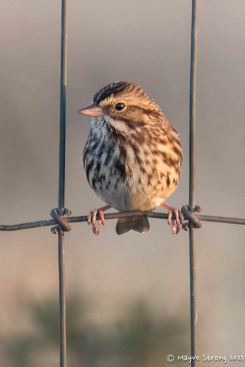 Пасовник савановий - ML645245171