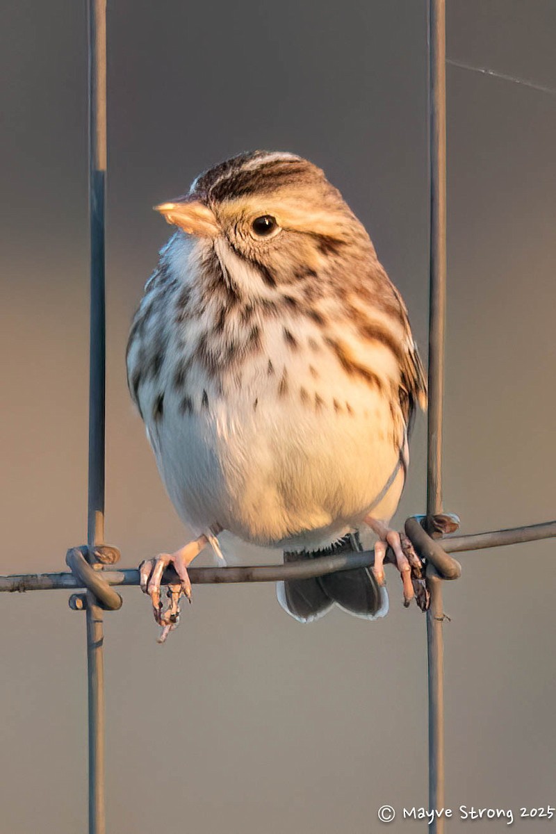 Пасовник савановий - ML645245172