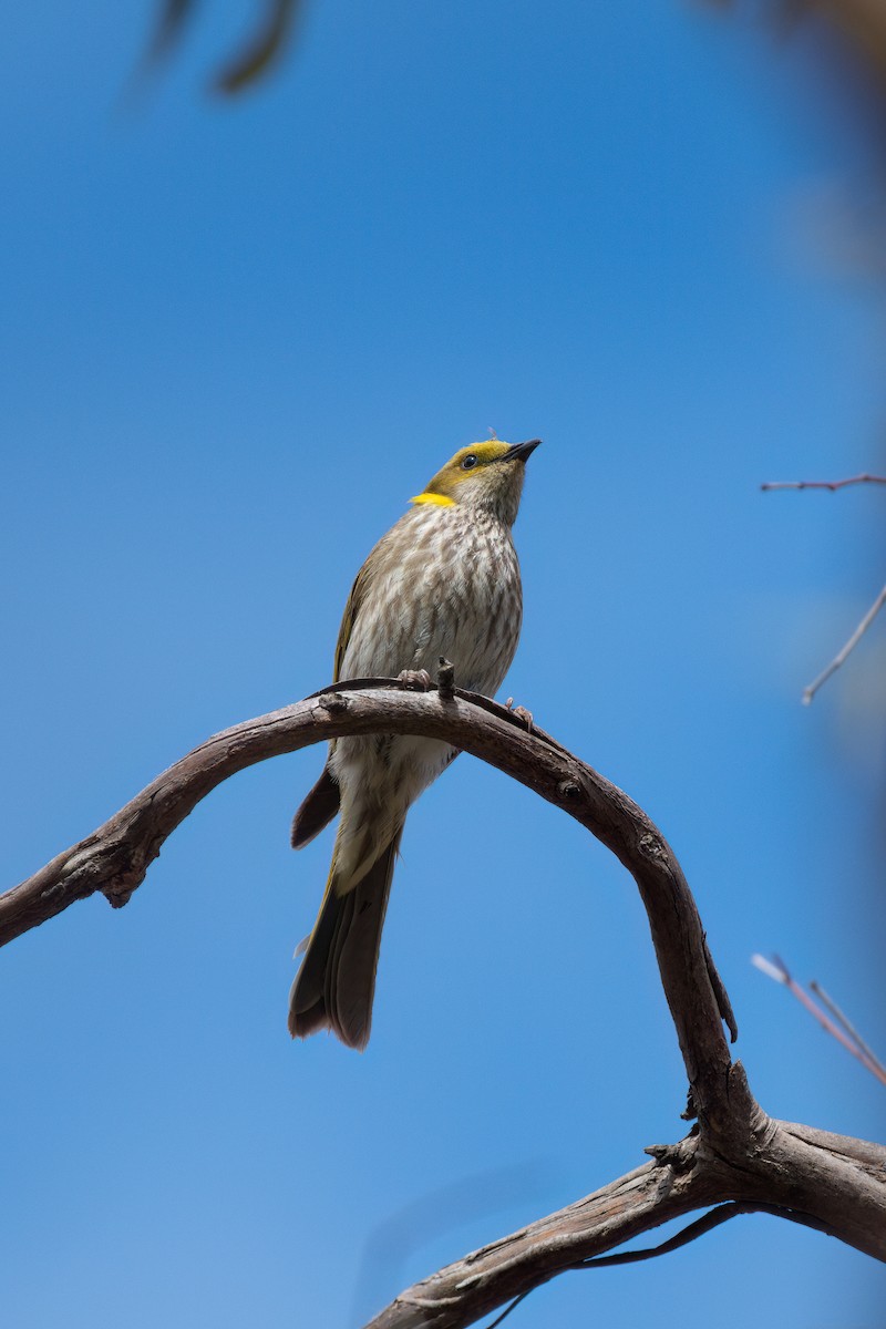 Yellow-plumed Honeyeater - ML645245182