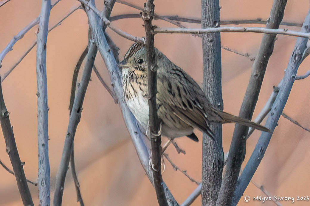Lincoln's Sparrow - ML645245194