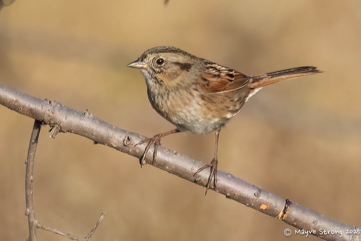 Bruant des marais - ML645245198