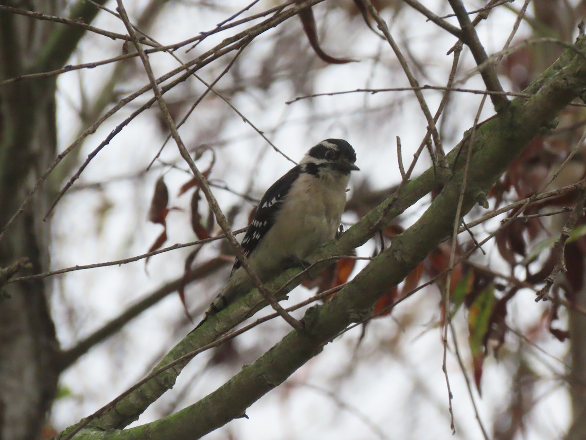 Downy Woodpecker - ML645245200