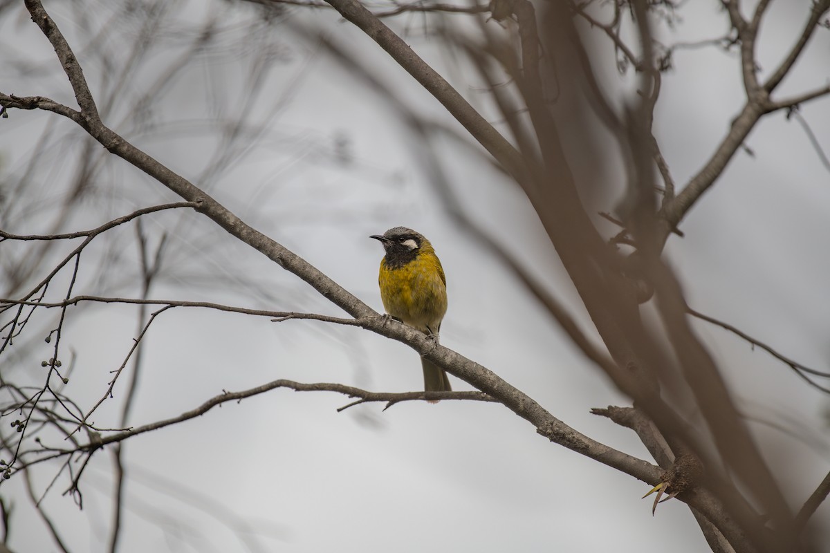White-eared Honeyeater - ML645245203