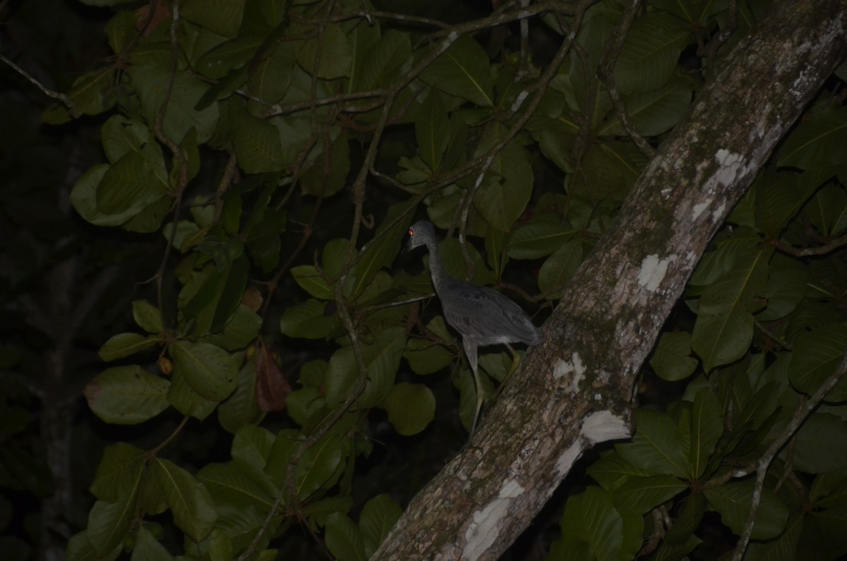 Yellow-crowned Night Heron - ML645245212