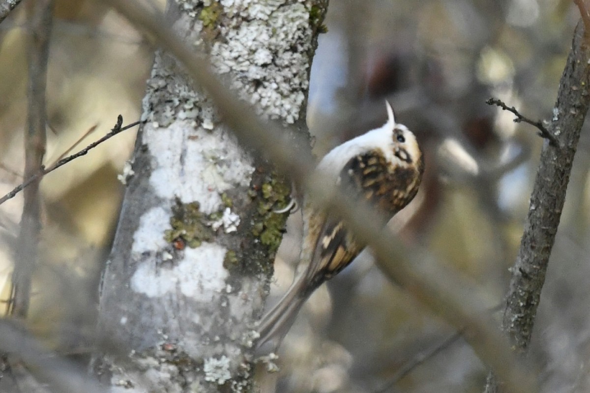 Hodgson's Treecreeper - ML645245215