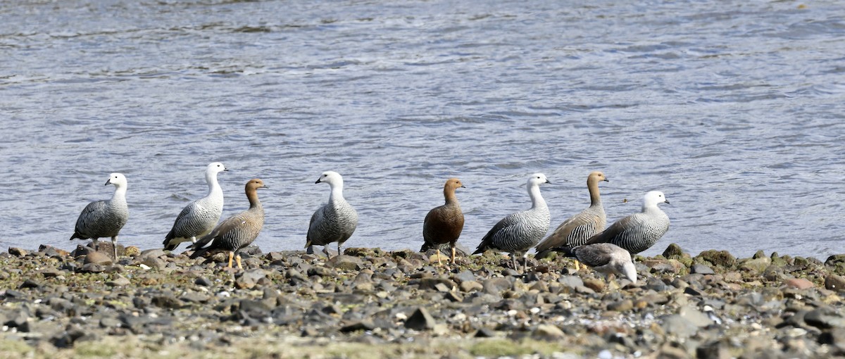 Upland Goose - ML645245216