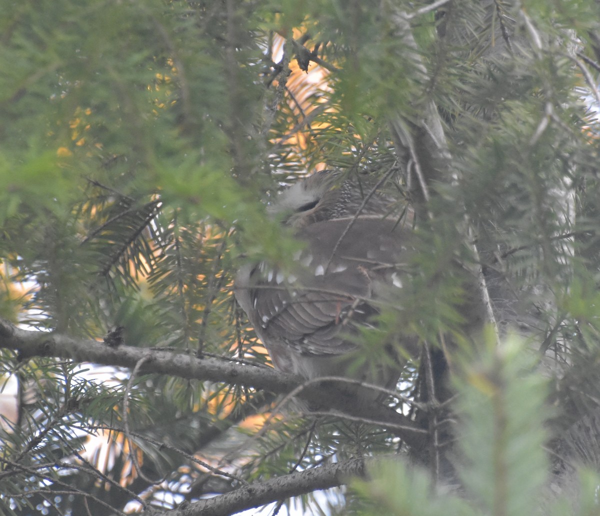 Northern Saw-whet Owl - ML645245217