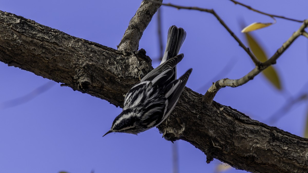 Black-and-white Warbler - ML645245228