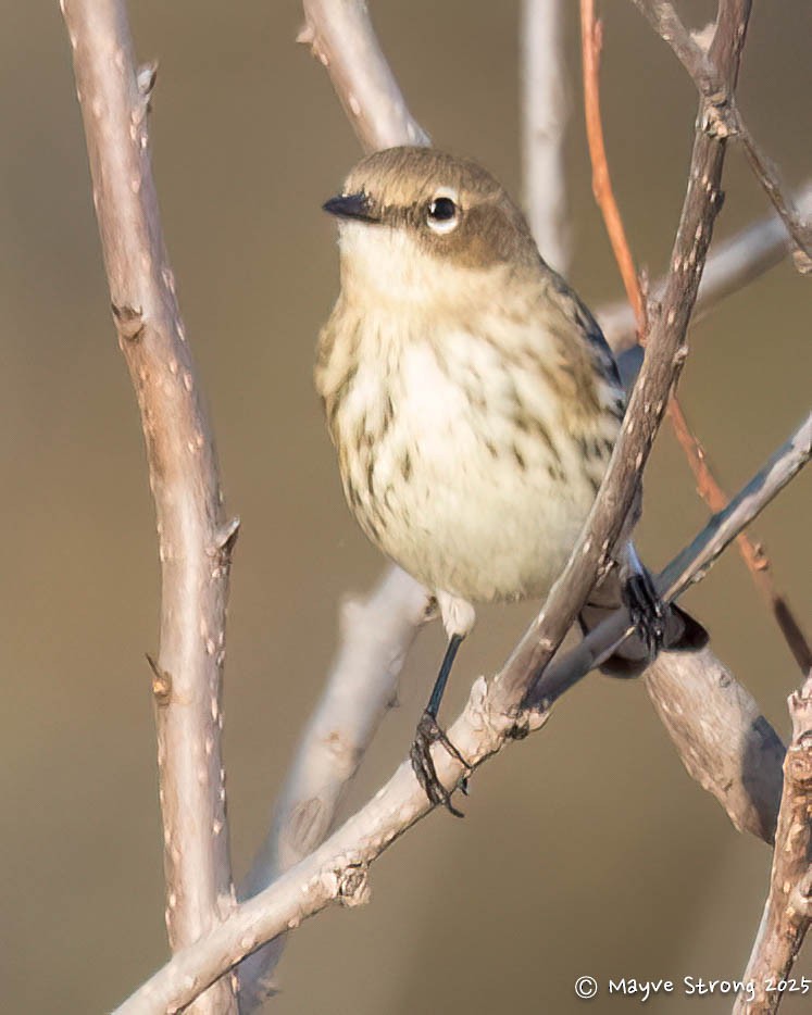 Yellow-rumped Warbler - ML645245230