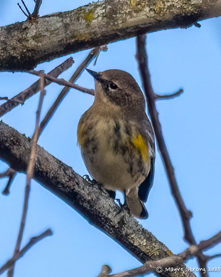 Yellow-rumped Warbler - ML645245231