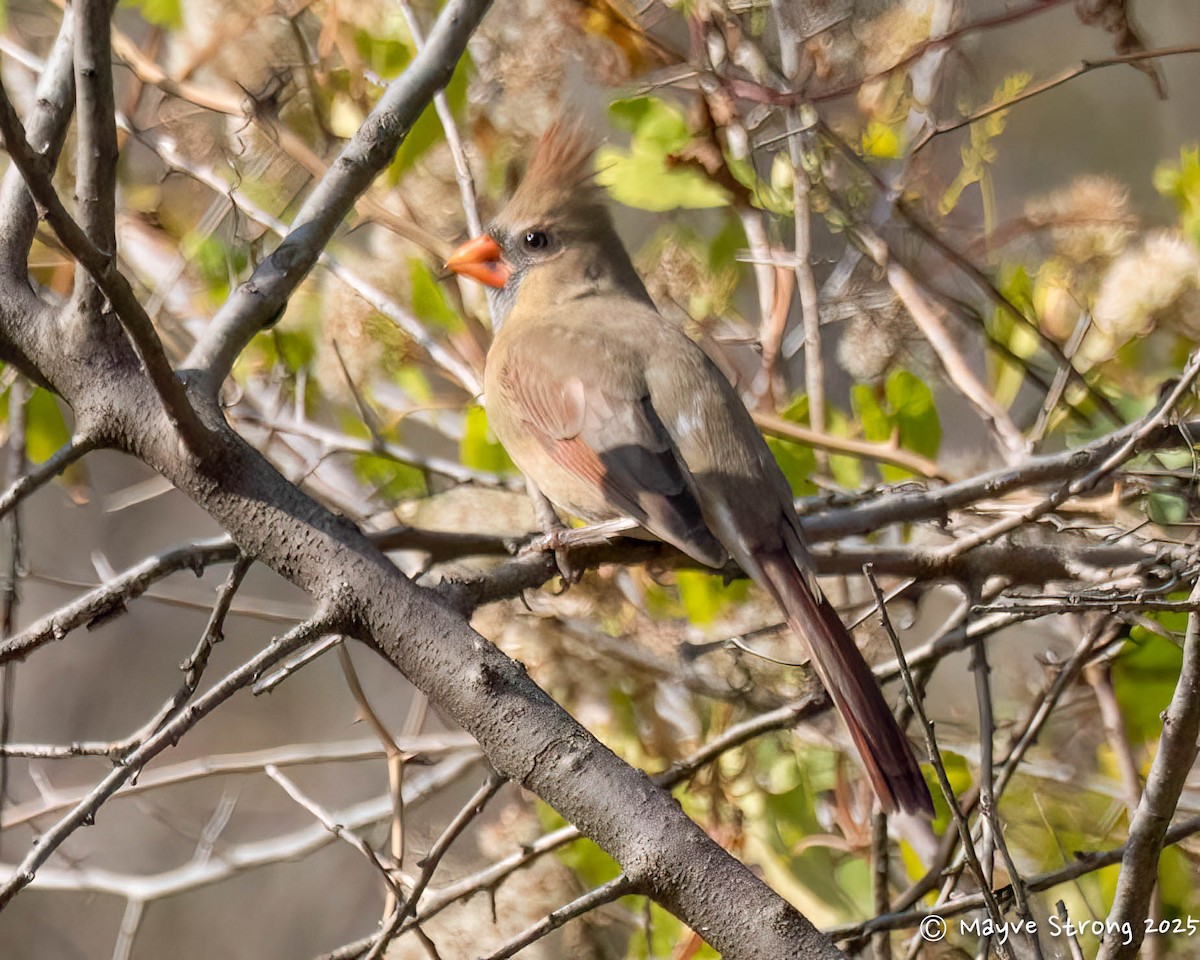 Northern Cardinal - ML645245235