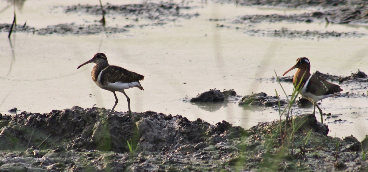 彩鷸 - ML645245238