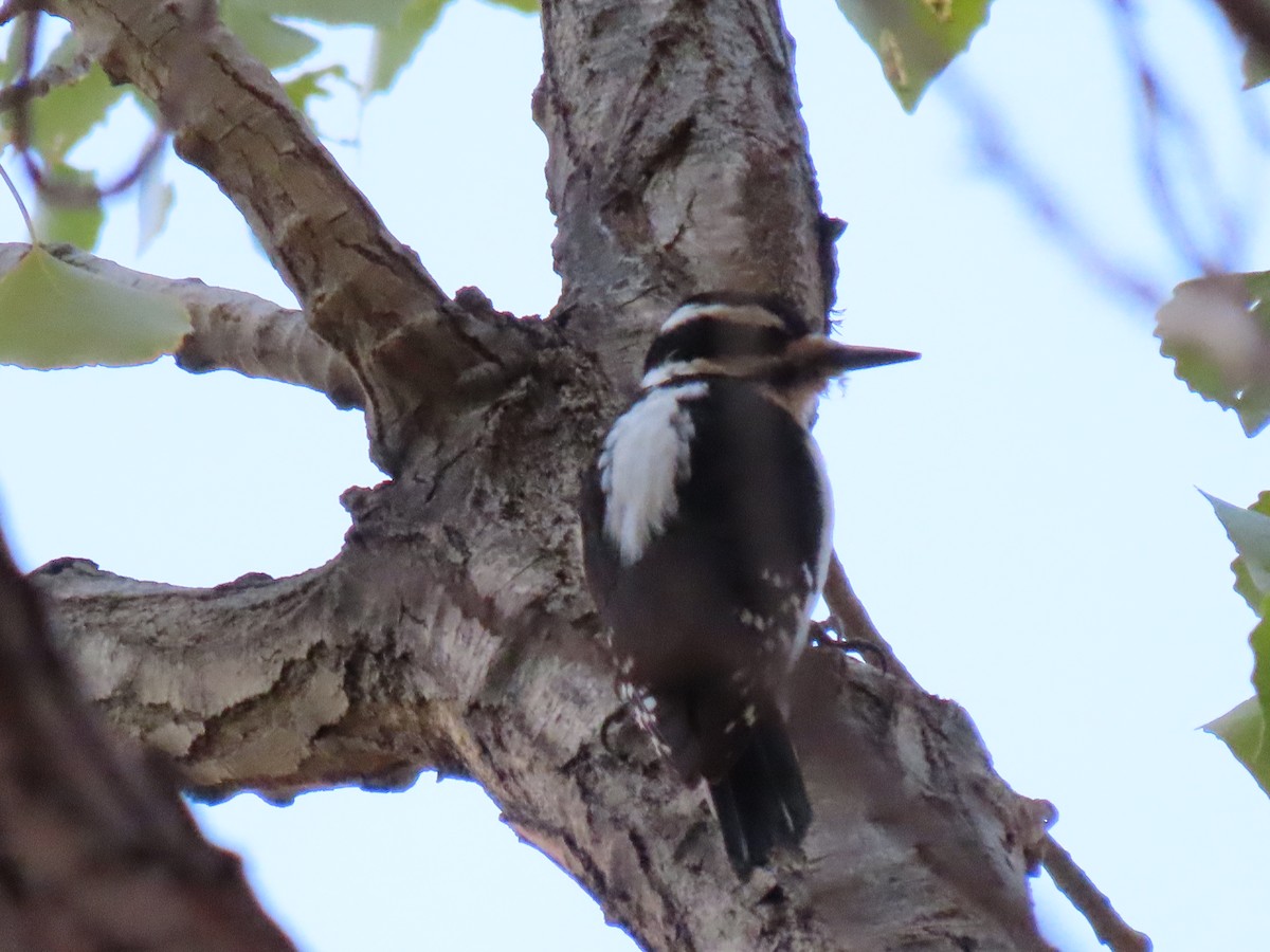 Hairy Woodpecker - ML645245239