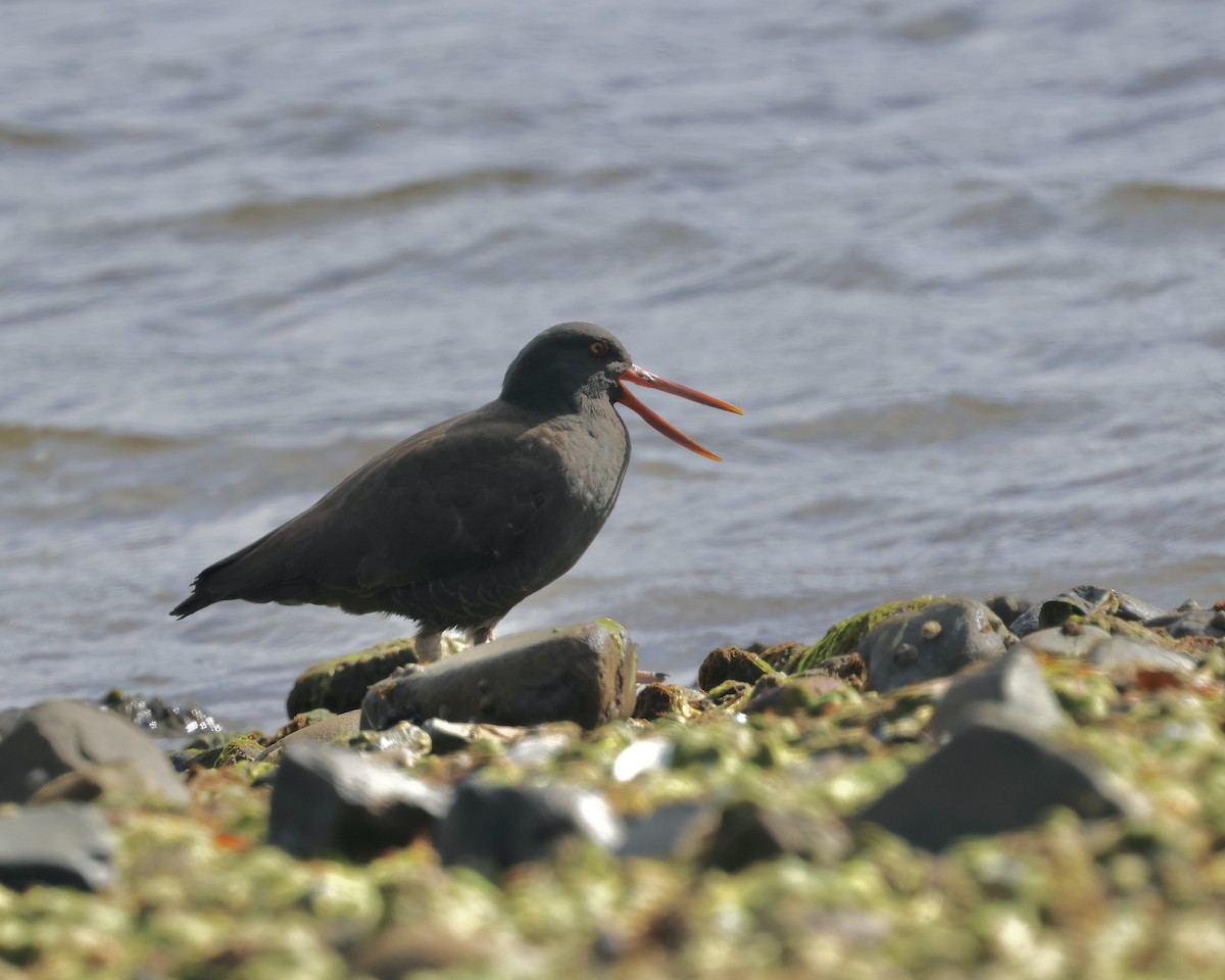 Blackish Oystercatcher - ML645245241