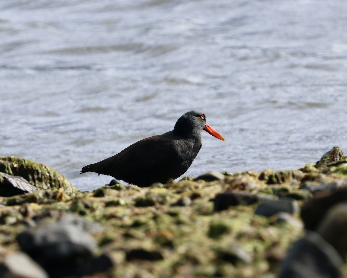 Blackish Oystercatcher - ML645245242