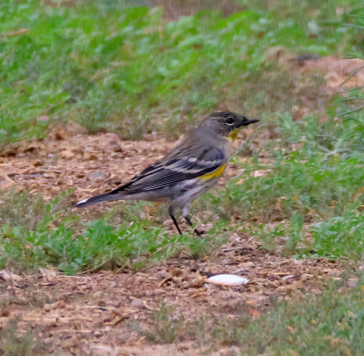 Yellow-rumped Warbler - ML645245243