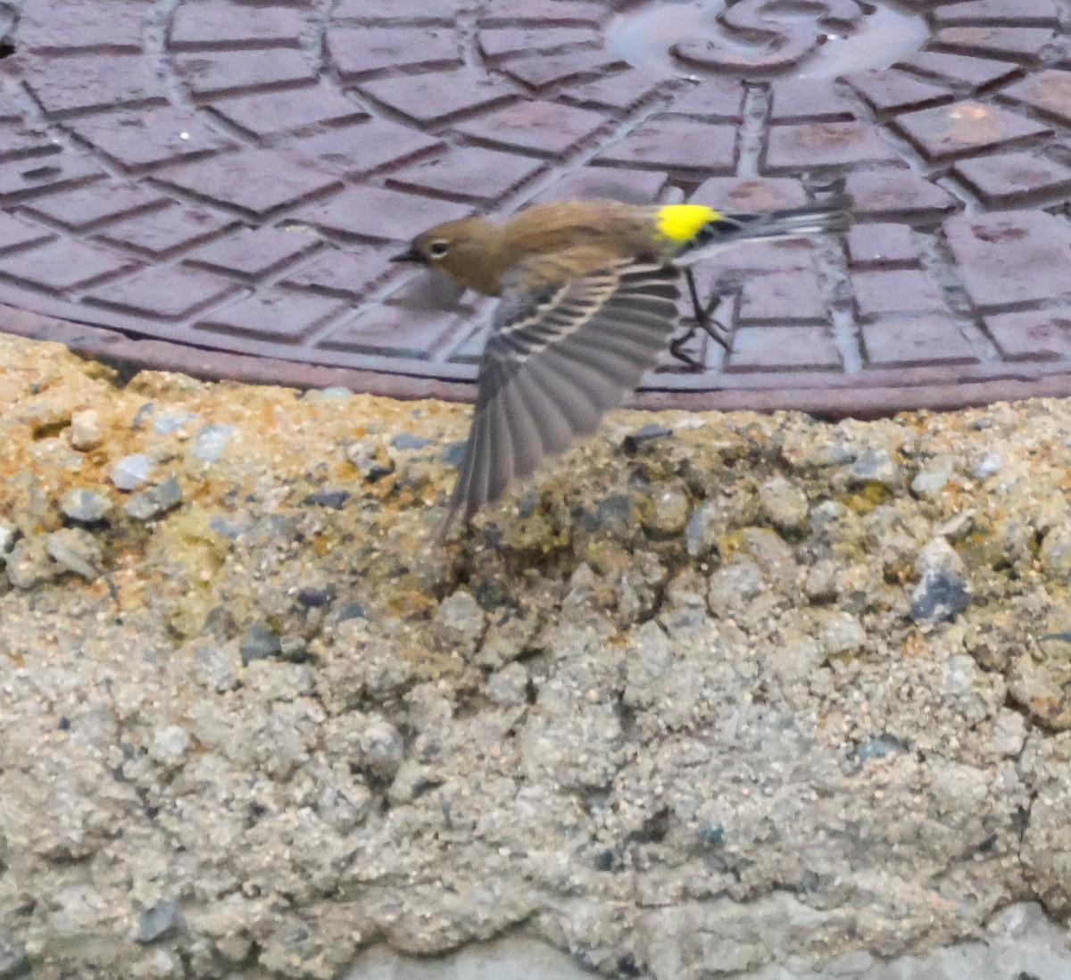 Yellow-rumped Warbler - ML645245244