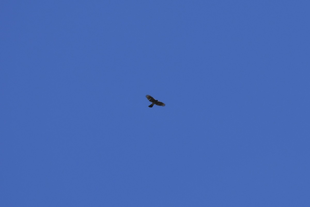 Sharp-shinned Hawk - ML645245245