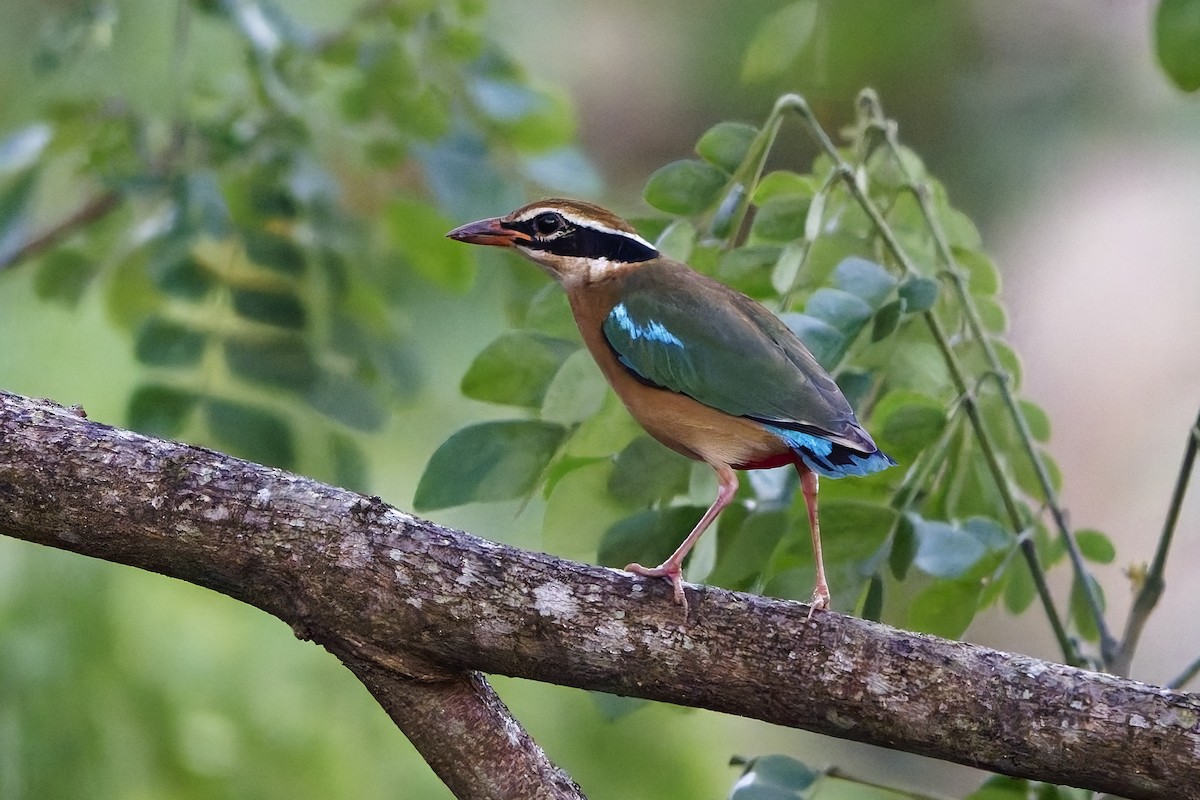 Indian Pitta - ML645245249